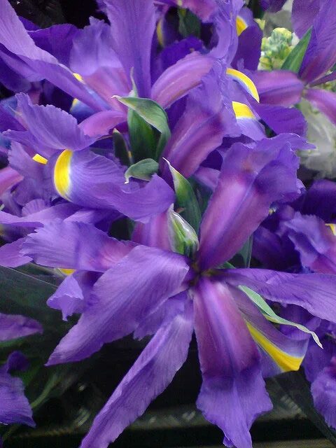 мале ирис пудре