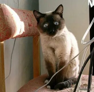 Как наказать кошку