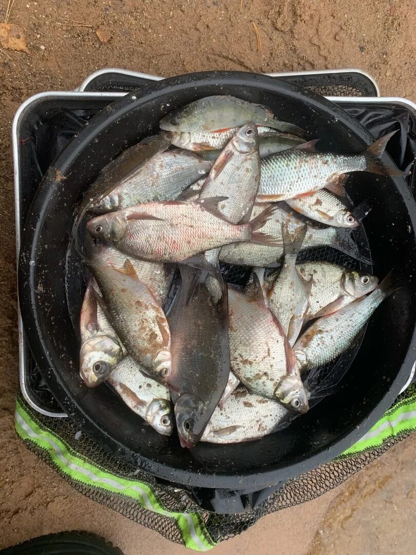 Отчеты о рыбалке истринское