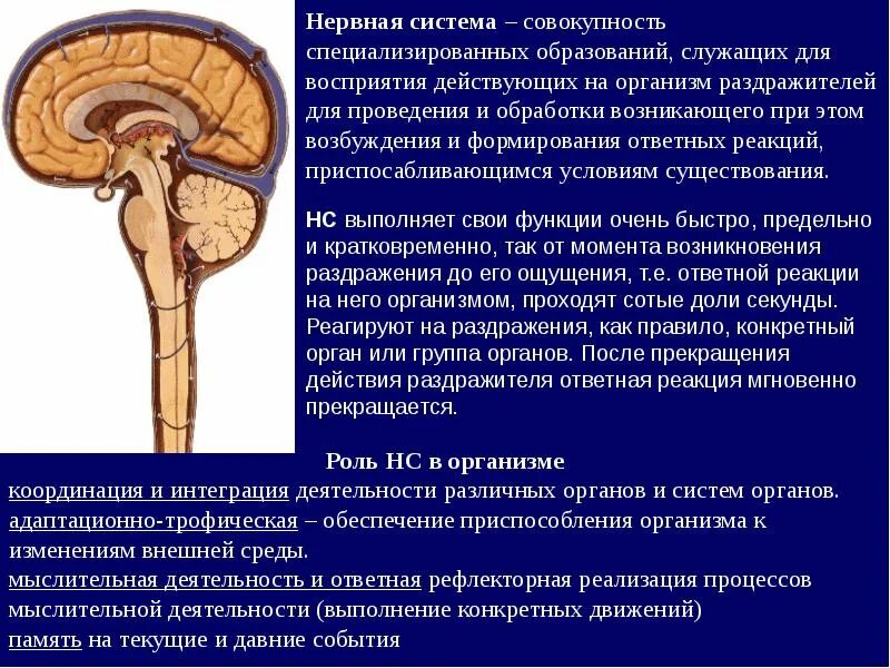 Обеспечить координацию органов. Учение о нервной системе. Нервная система неврология. Учение о нервной системе называется. Образования периферической нервной системы неврология.