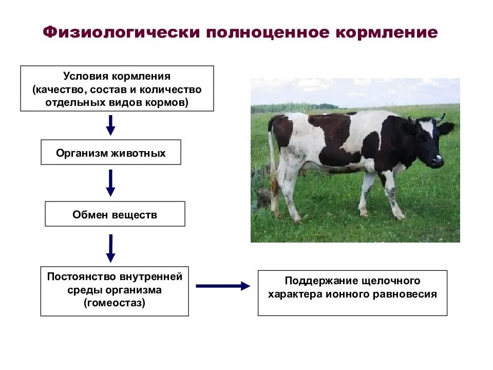 Основные принципы кормления крупного рогатого скота. Особенности кормления КРС. Повышение продуктивности коров. Особенности строения коровы.