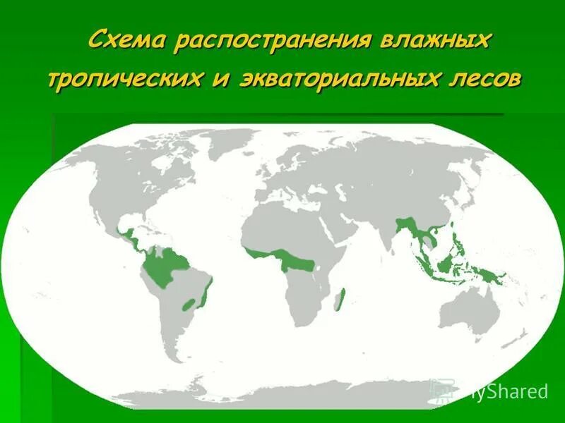 влажные экваториальные леса хозяйственная деятельность человека