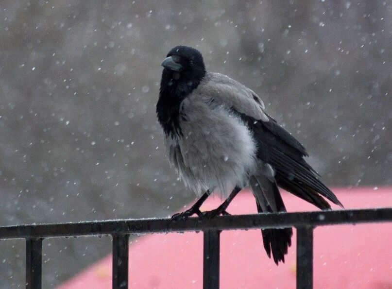 Ворона городская. Замерзшая ворона. Замерзшая ворона. Вороны зимой. Ворона в сугробе.