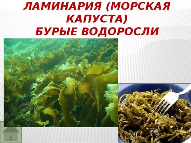 Водоросли морская капуста. Морская ламинария. Морская капуста или водоросли. Морская капуста и морские водоросли разница. Ламинария относится к группе