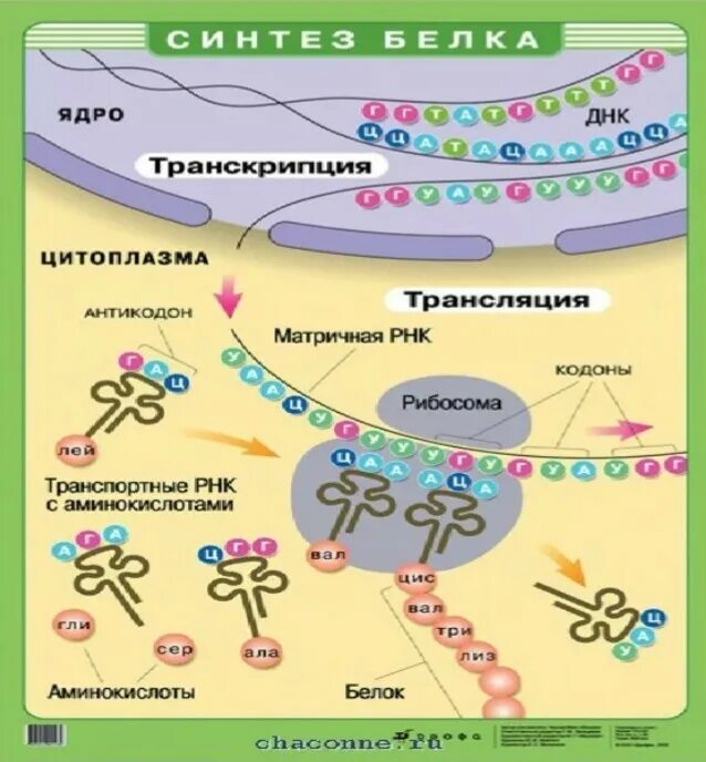 Схема биосинтеза белка. Схема синтеза белка в клетке. Процессы трансляции биосинтеза белка. Схема процесса синтеза белка в клетке. Синтез белка транскрипция и трансляция таблица.