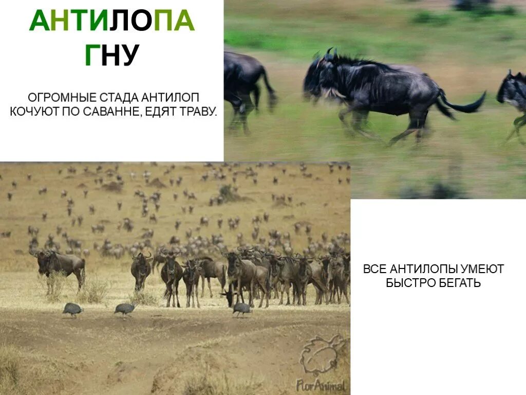 Что значит гну. Стадо антилоп гну. антилопа гну картинки с описанием. презентация антилопы гну. антилопа гну рассказ.