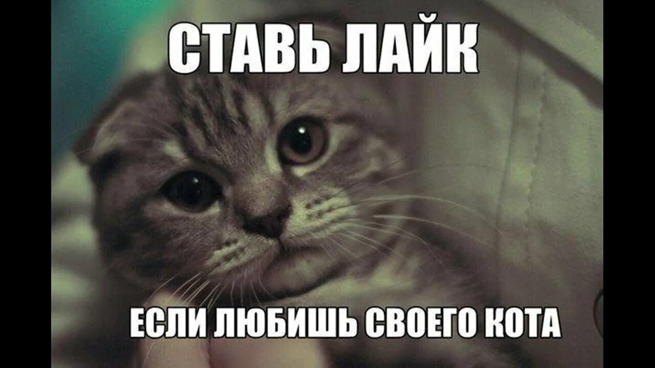 Кто меня любит поставьте лайк. Кто не поставит лайк. Как продлить срок службы аккумулятора смартфон. Ставь лайк если любишь. Поставь лайк если любишь.