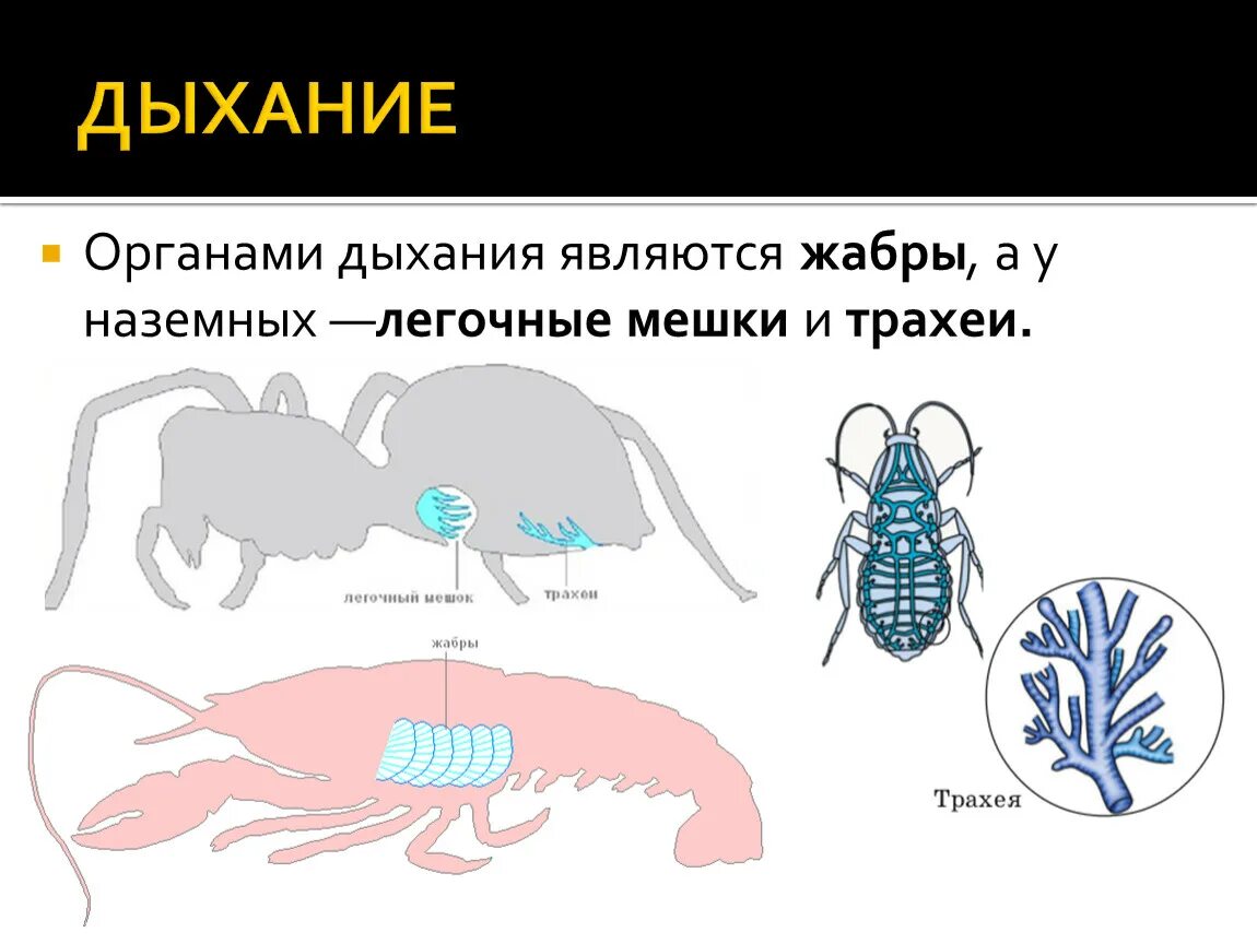 Какую функцию выполняют жабры у рака. Дыхательная система членистоногих насекомых. Дыхательная система жабры у членистоногих. Дыхательная система членистоногих схема. Органы дыхания членисто.