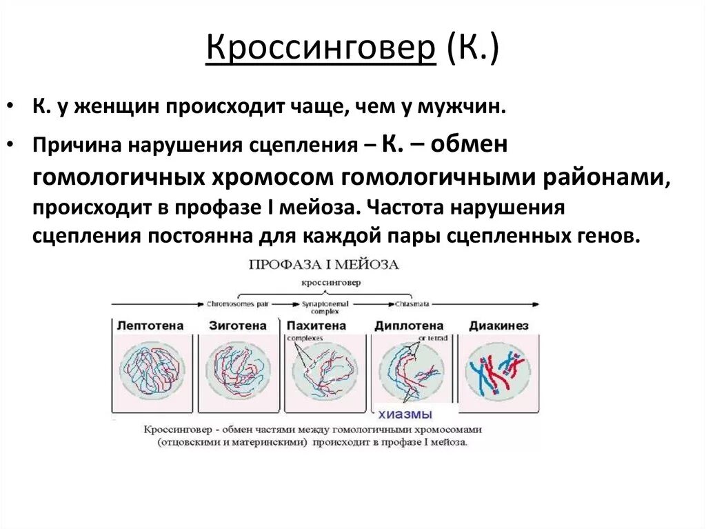 Кроссинговер хромосом в мейозе и митозе. Обмен участками гомологических хромосом в профазе 1. Кроссинговер происходит в. Кроссинговер в мейозе. Кроссинговер гомологичных хромосом происходит в стадии.