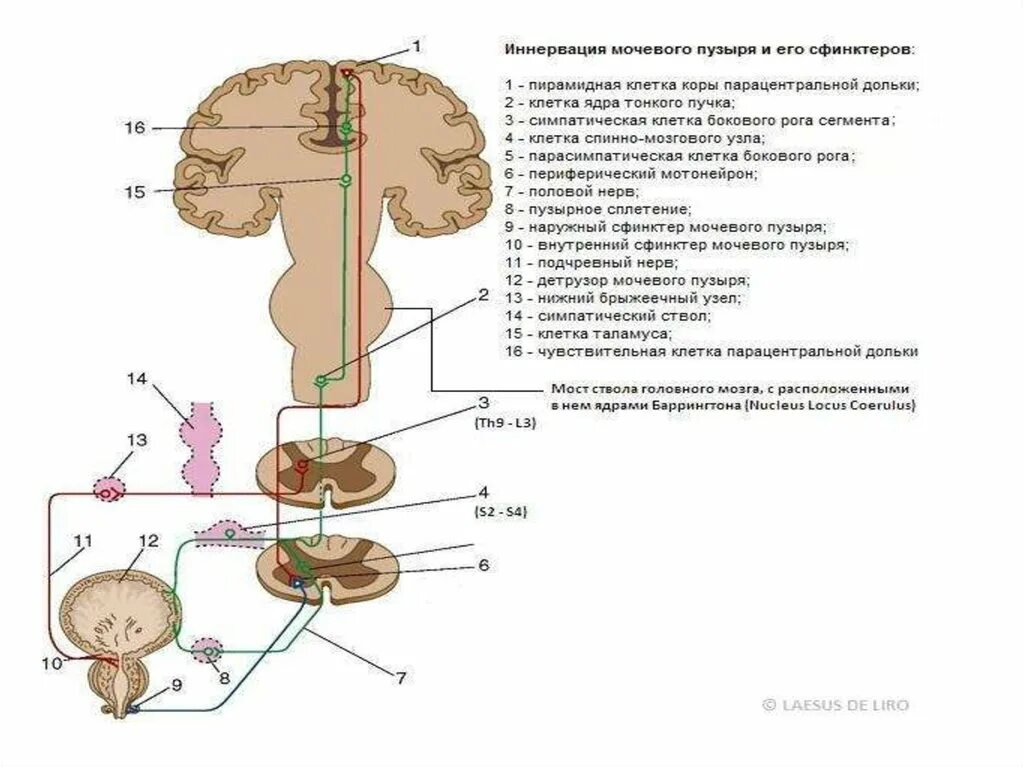 Центр рефлекса мочеиспускания. Схема вегетативной иннервации мочевого пузыря. Вегетативная иннервация мочевого пузыря неврология. Спинальный центр симпатической иннервации мочевого пузыря. Иннервация мочевого пузыря схема.