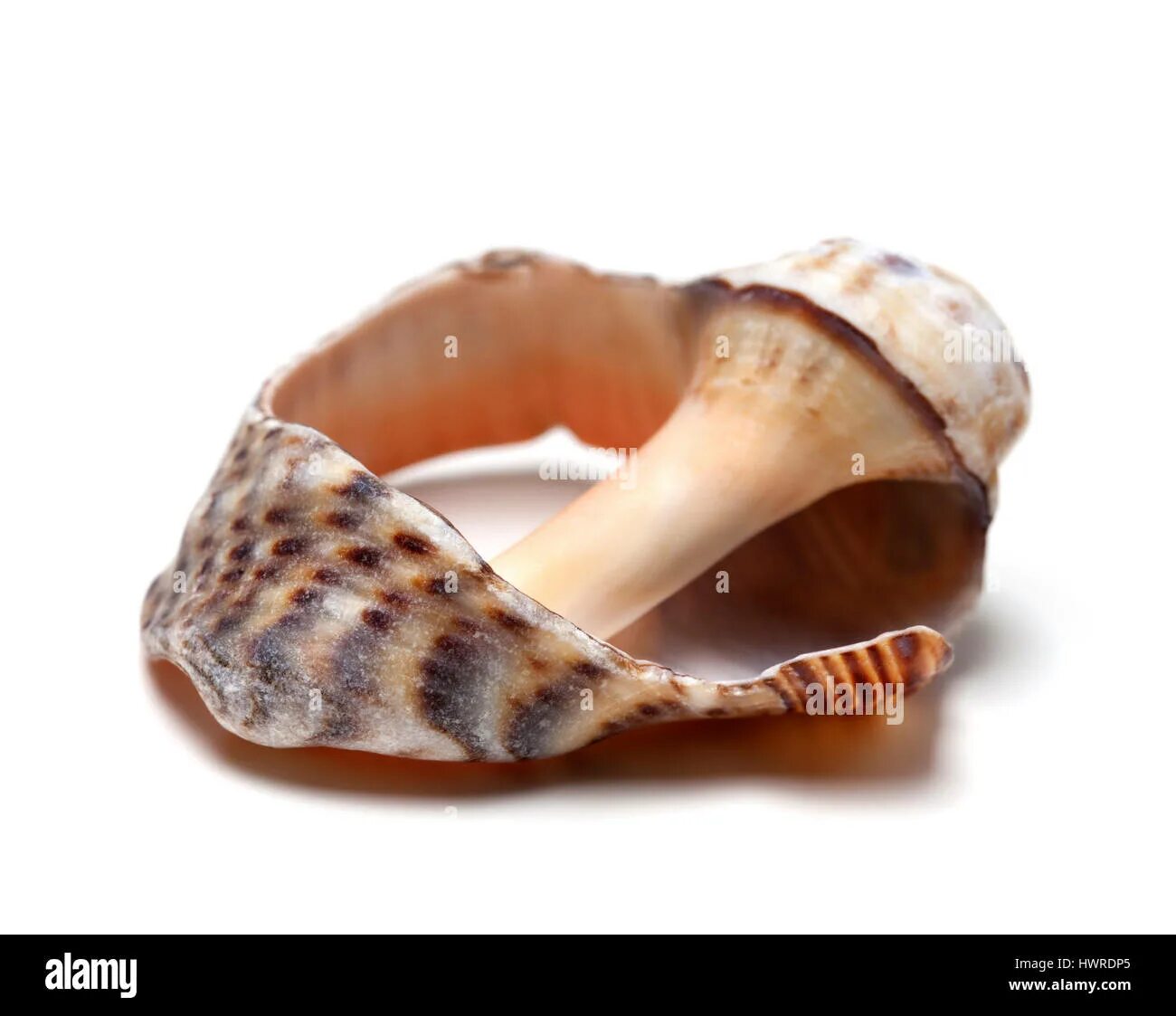 Broken shells