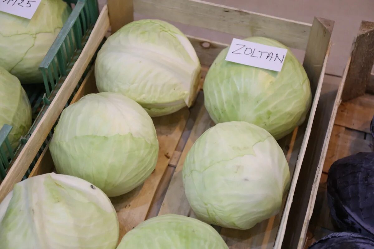 Капусты сортов ф1
