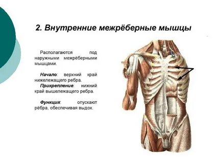 Место прикрепления ребер к грудине