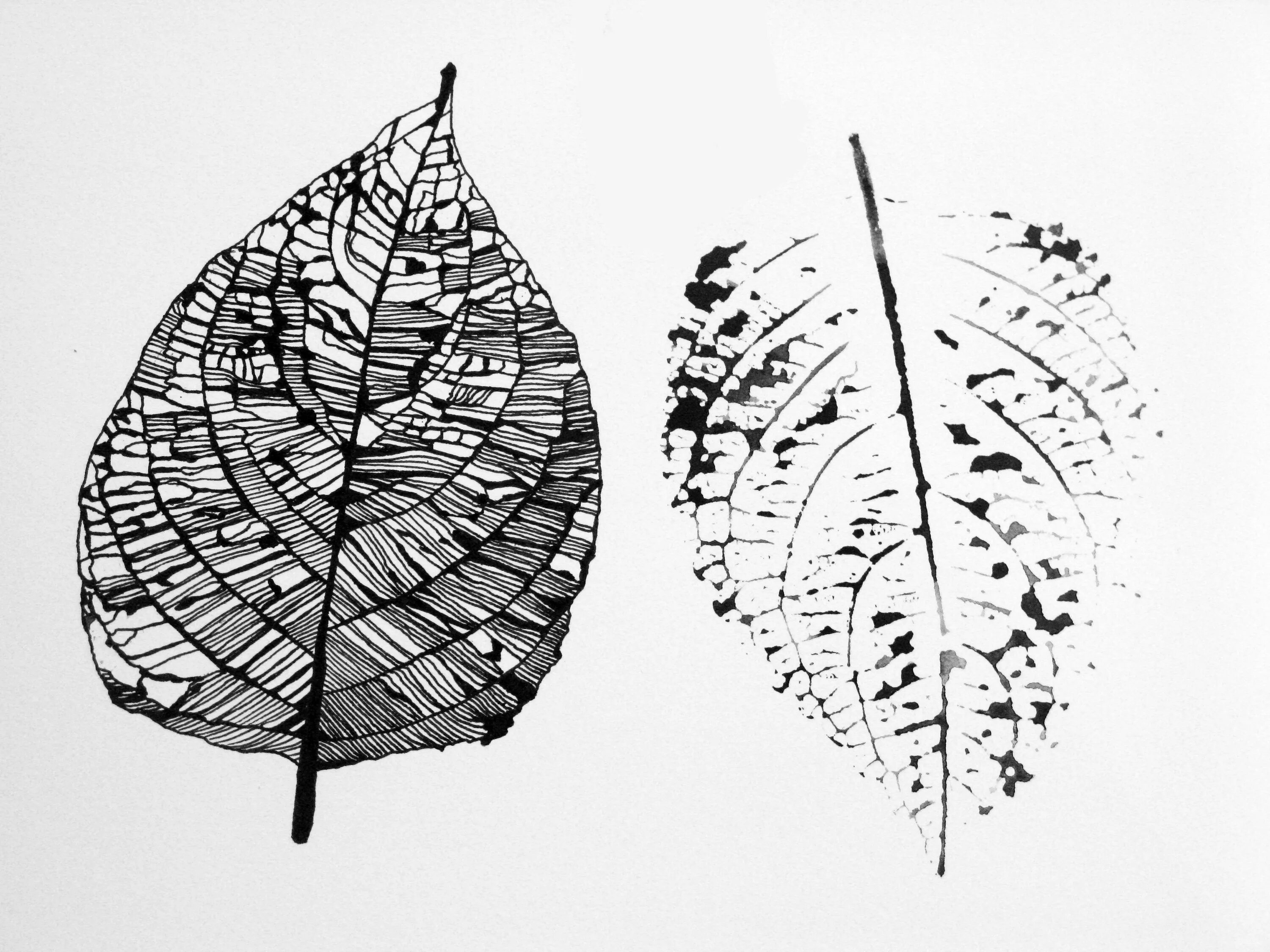 Ф точка лист. Стилизованные листья. Стилизованный лист дерева. Декоративные листья. Стилизованные листья деревьев.