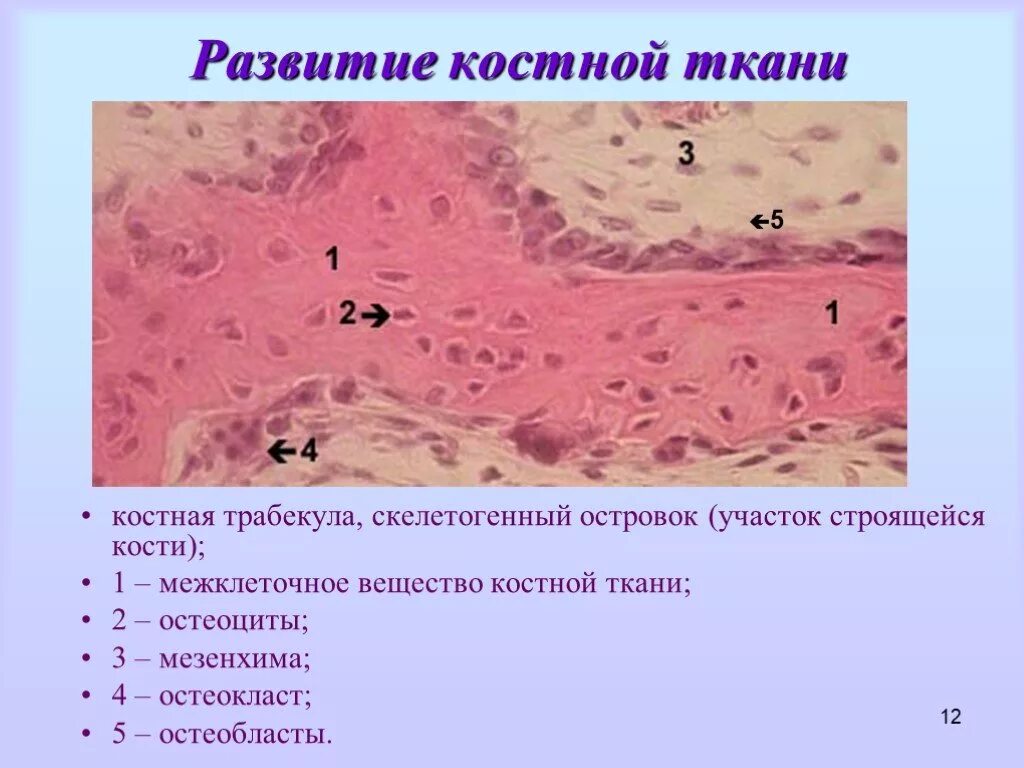 Формирование новых тканей