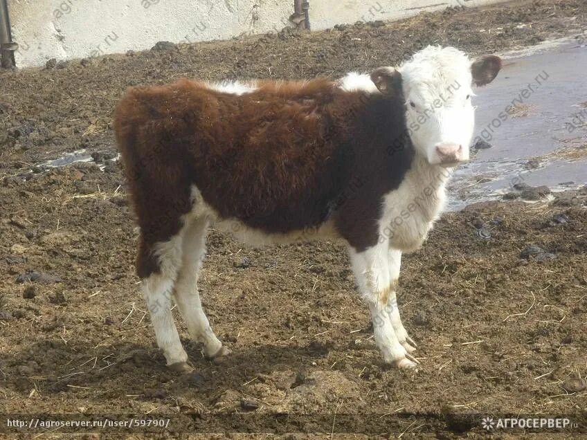 казахская порода бычков. бычки казахские белоголовые. казахская белоголовая порода бычков. ярославские белоголовые быки. казахская белоголовая порода.