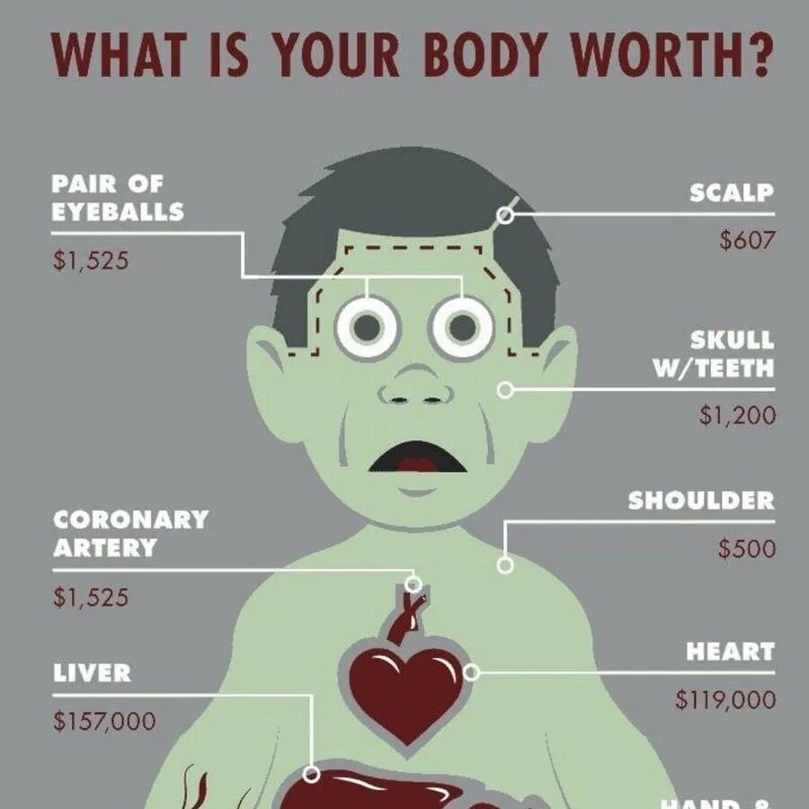 Сколько стоит мужское яйцо цена. Органы человека на черном рынке. Стоимость органов человека на черном рынке. Сколько стоит человек.