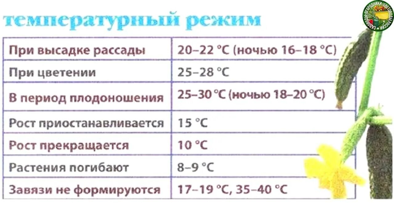 Температурный режим для рассады огурцов в теплице. Какая температура должна быть в парнике для огурцов. Оптимальная температура для рассады огурцов в теплице. Какая температура должна быть в теплице для рассады.