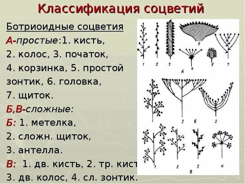 Какие соцветия могут быть только простыми. Соцветия щиток метелка зонтик початок. Ботриоидные соцветия. Классификация соцветий. Простые ботриоидные соцветия.