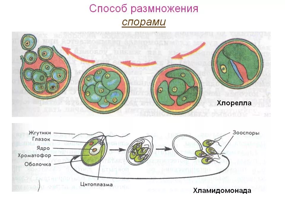 Хлорелла жизненный цикл схема. Бесполое размножение хлореллы схема. Chlorella размножение. Цикл развития хлореллы схема.