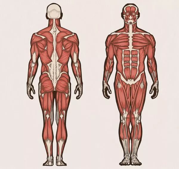Human org. Анатомия человека. Стоящий человек мышцы. Мышцы человека анатомия фото.