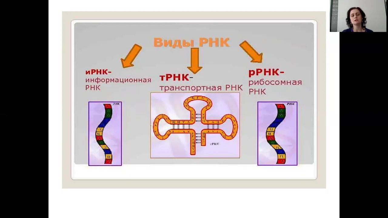 Сколько типов рнк. Строение и виды рнк. рнк ирнк трнк ррнк кратко. информационная рнк строение. типы рнк схема.