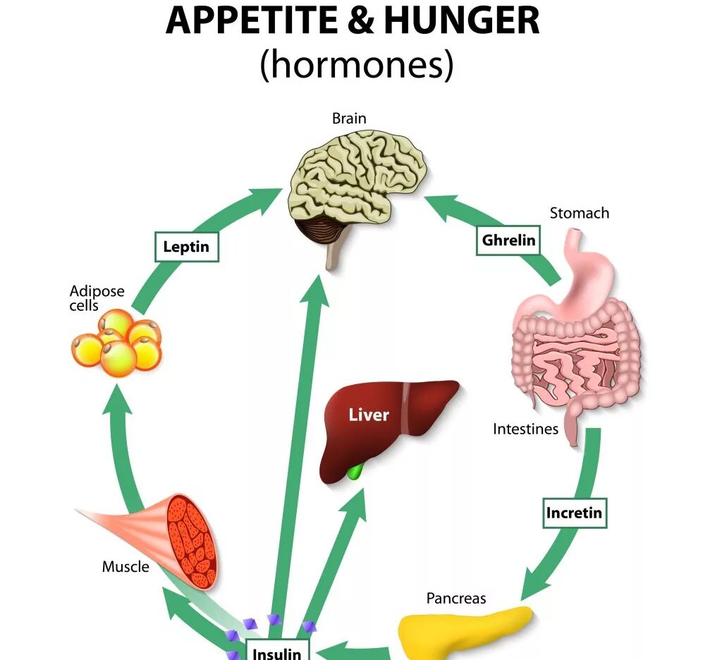 Инсулин чувство голода. Грелин и лептин. Грелин гормон голода. Гормоны аппетита и голода. Гормон голода лептин и грелин.