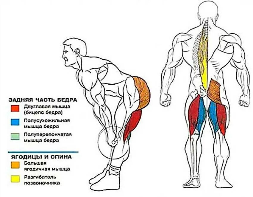 Как убрать ягодицы мужчине. Румынская тяга с гантелями мышцы задействованы. Румынская тяга работающие мышцы. Румынская становая тяга мышцы. Румынская тяга какие мышцы работают.