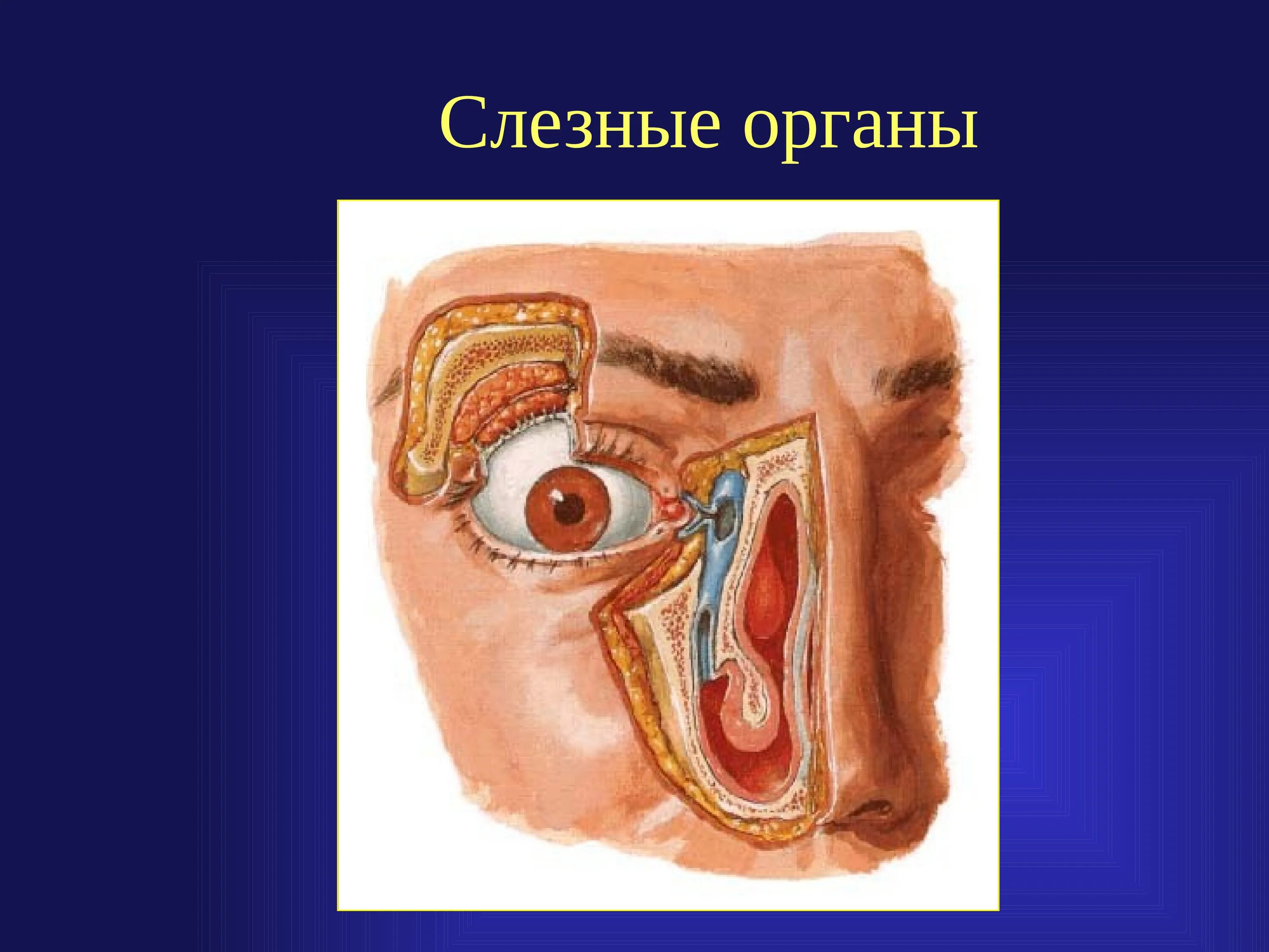 Слезные железы вспомогательный аппарат. Анатомия слезных органов. Строение слезных органов.