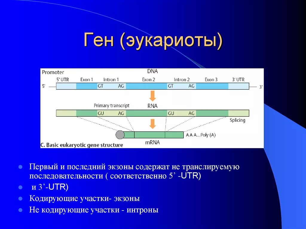 Промотор Гена эукариот. Строение эукариотического Гена промотор 5 Лидер экзоны. Строение структурного Гена эукариот. Структура Гена 3 класса.