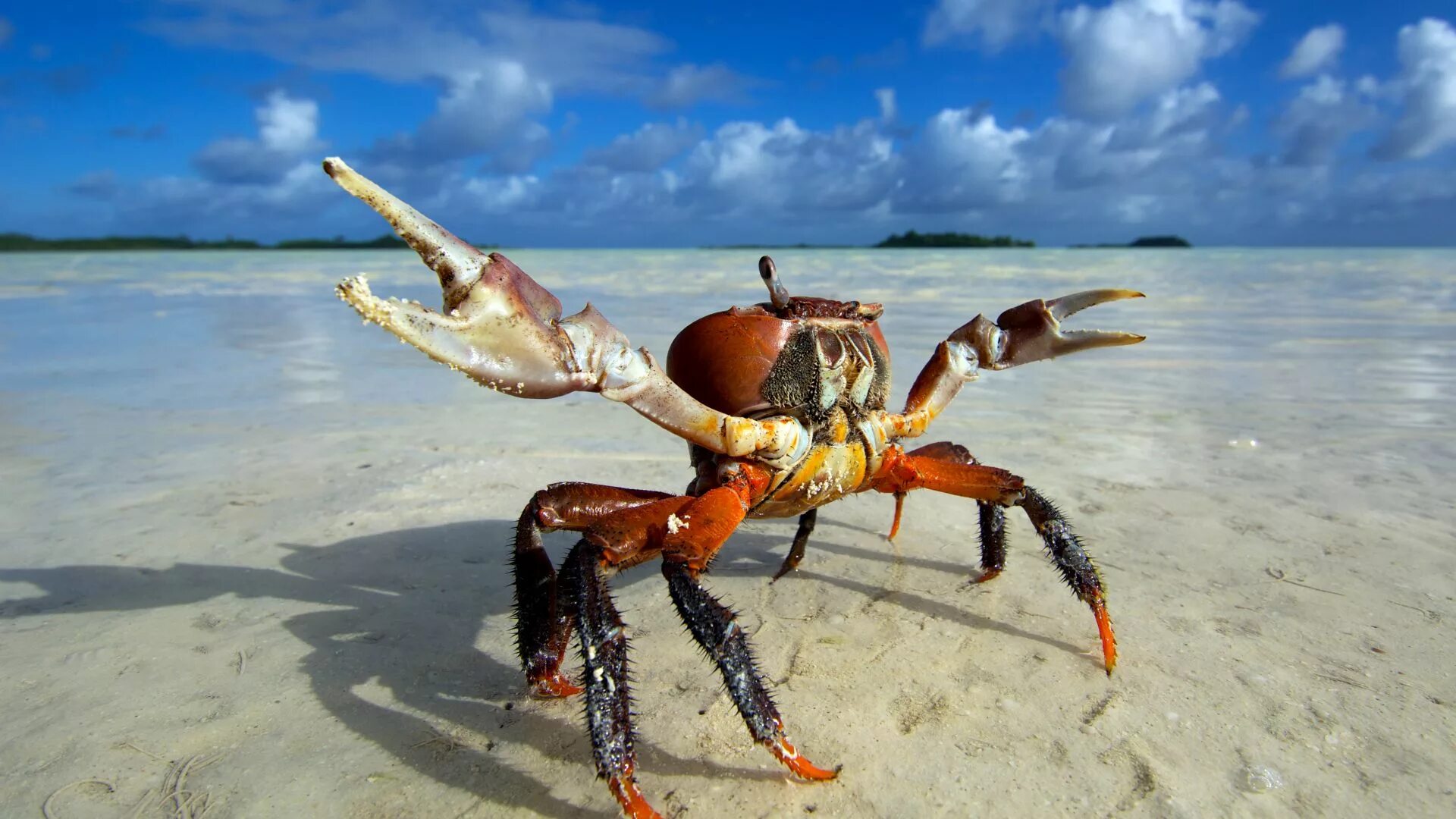 Байкальский краб. Кайо Коко Крабы. Амурский краб. Морская звезда, лангуст, краб.