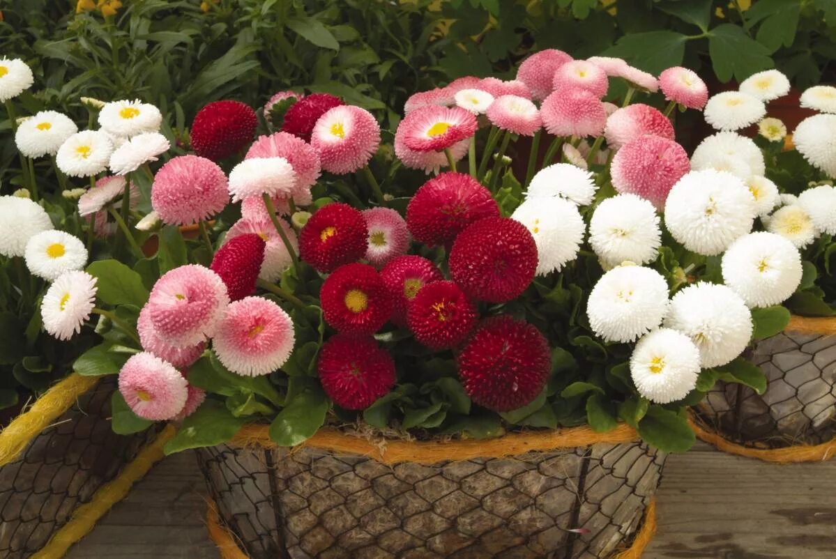 Маргаритка многолетняя Bellis perennis. Маргаритка помпонная, смесь. Маргаритка многолетняя Тассо микс. Маргаритка многолетняя помпонная Алиса. Маргаритки цветы выращивание