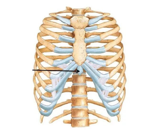 Соединение между ребрами. Мечевидный отросток грудины. Мечевилнвй отросток груди. Мечевидный отросток грудной клетки человека. М очевидный отросток грудины.