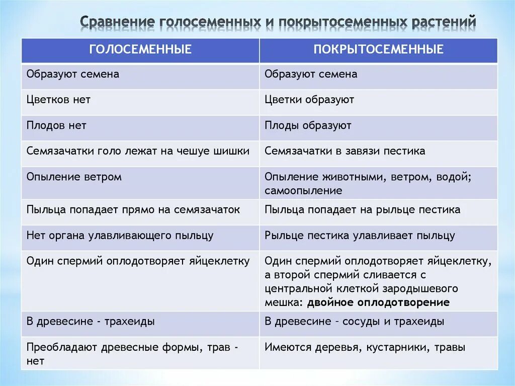 Каковы признаки различия. Сравнение голосеменных и покрытосеменных таблица. Голосеменные и Покрытосеменные растения различия. Различия голосеменных и покрытосеменных таблица. Таблица по сравнению голосеменных и покрытосеменных.