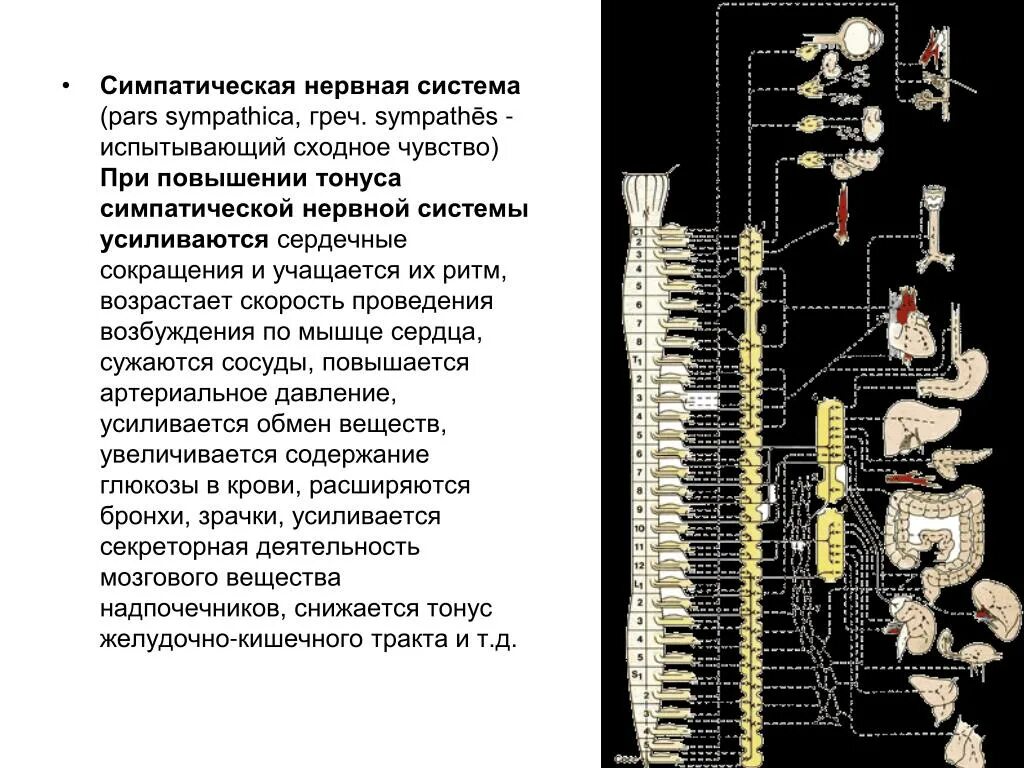 Работа симпатического нерва. Симпатиче Кая нервная система. Симпатическая нервная сис. Симпатитеческая нернаясистема. Симптическа нерв система.