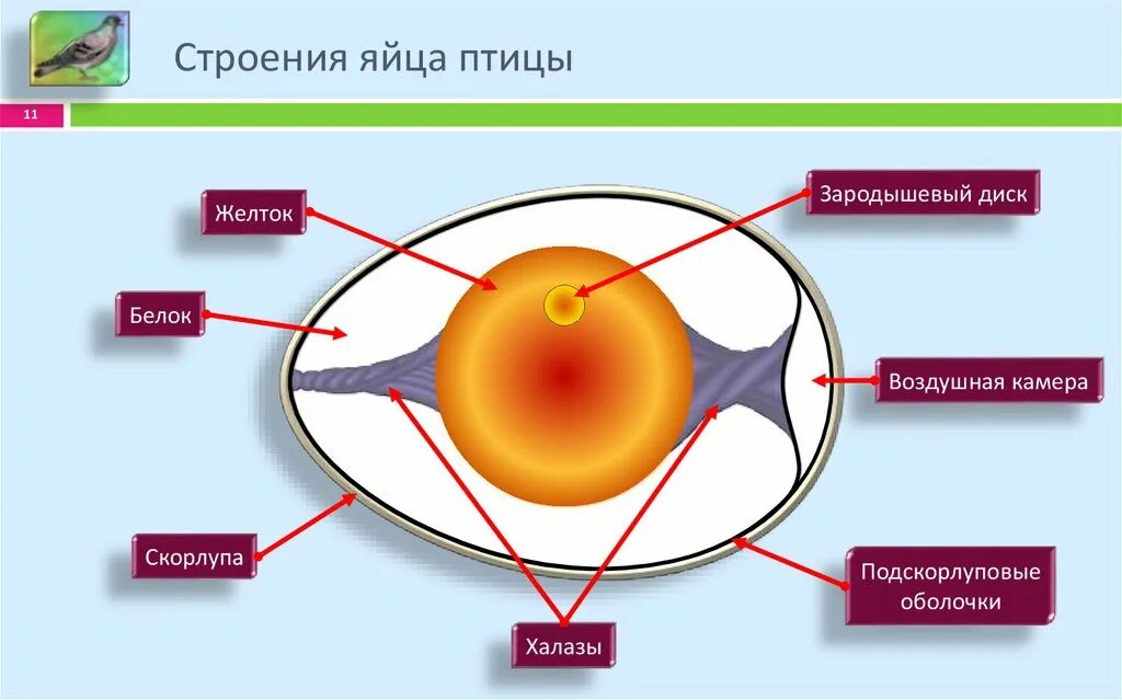 Функции оболочек яйца