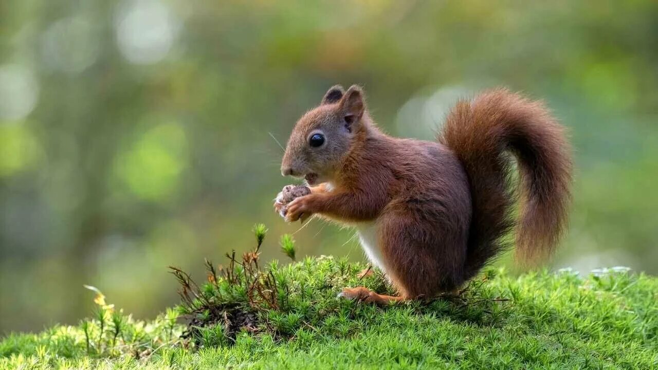 белка какой зверек. серый зверек похожий на белку. маленькие бельчата. белочка с орехом. рыжие белки.