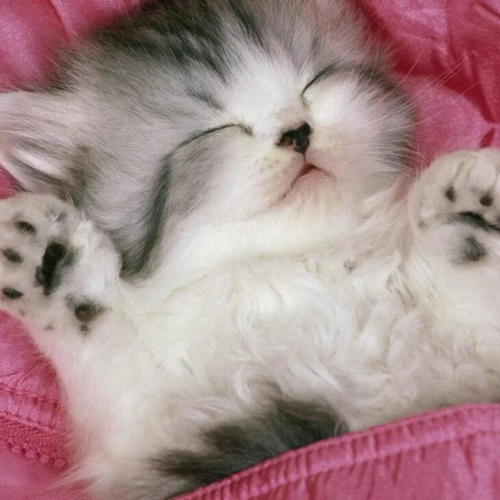Спящие котята. Спящий котенок. Маленькие котята пушистые. Милые котики. Пушистый спящий котенок