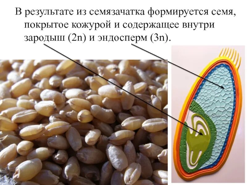 Эндосперм Покров семязачатка. Зародыш семени пшеницы. Эндосперм семени. Эндосперм пшеницы.