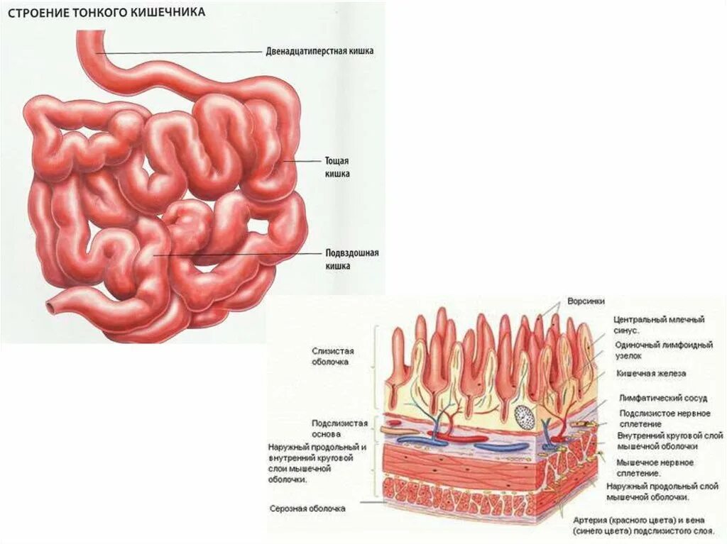 Строение кишечника картинки. Кишечник анатомия подвздошная кишка. Подвздошная кишка анатомия строение. Анатомическое строение тонкой кишки. Строение тонкого кишечника человека схема.