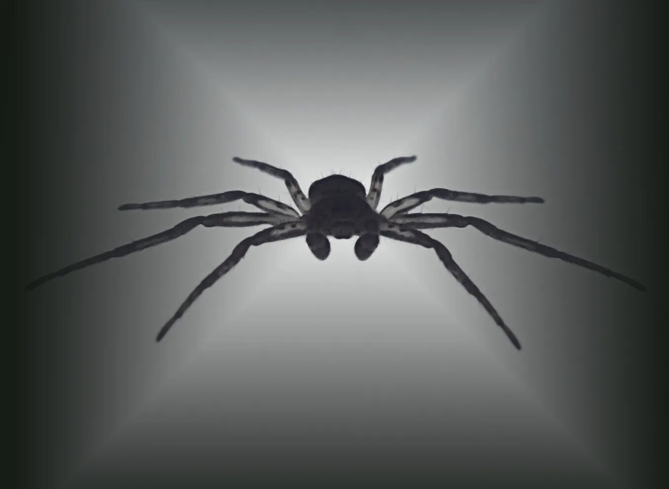 Пауки боятся света