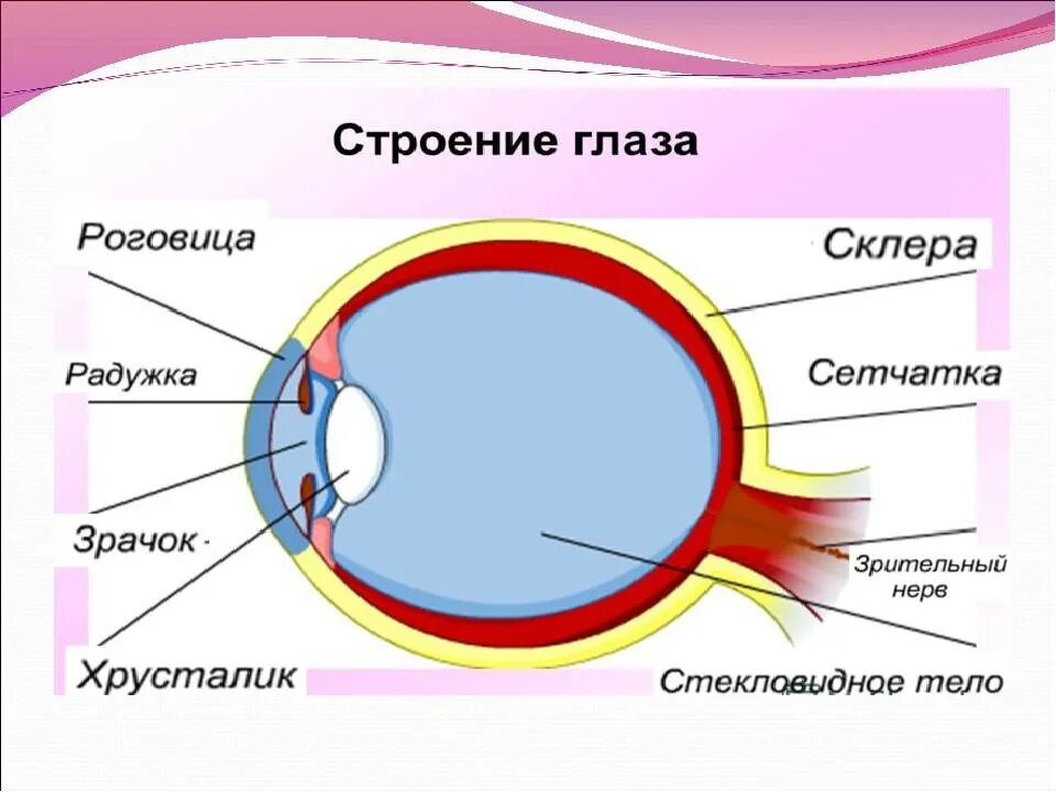 Анатомическое строение глаза. Строение глаза человека анатомия. Внутреннее строение глаза человека. Лёгкое строение глаза. За зрачком в органе зрения человека находится