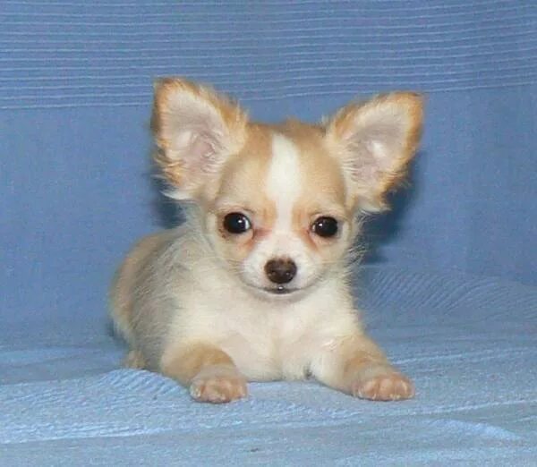 собаки маленьких пород для квартиры. щенки мелкой породы даром. возьму маленькую собаку даром. маленькие собачки. комнатные собачки маленькие в добрые.