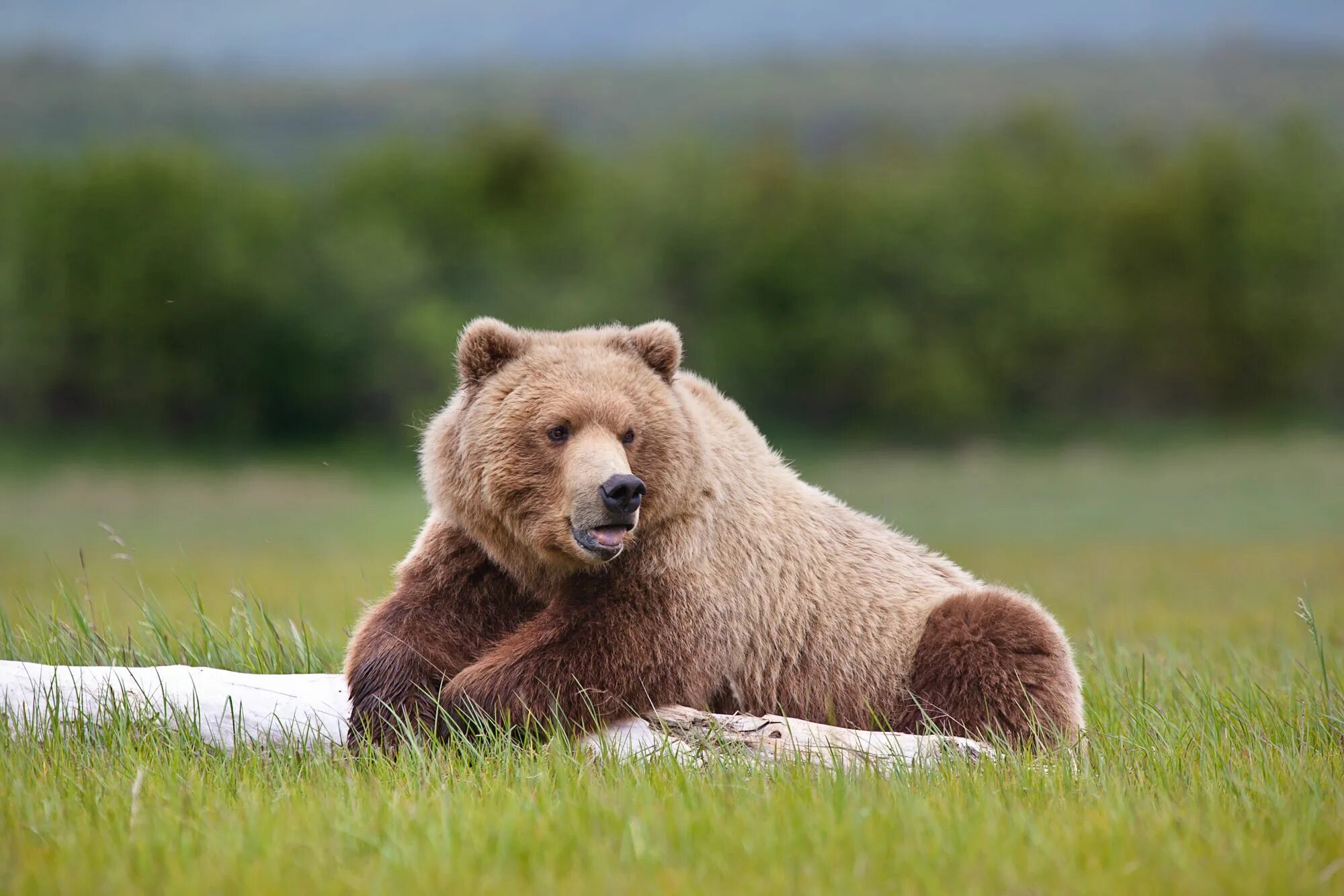 Bear tours. Katmai national park. Bear tours. Bear tours. Рацион питания бурого медведя.