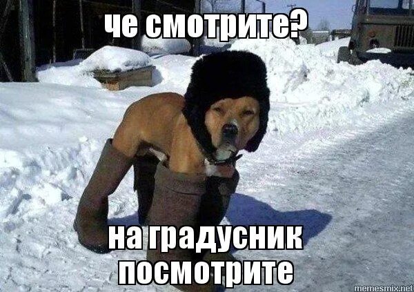 сегодня в окно постучался градусник и попросился домой. градусник попросился домой картинки. градусник попросился домой картинки прикольные. смешные мемы про холод. сегодня в окно постучался градусник.