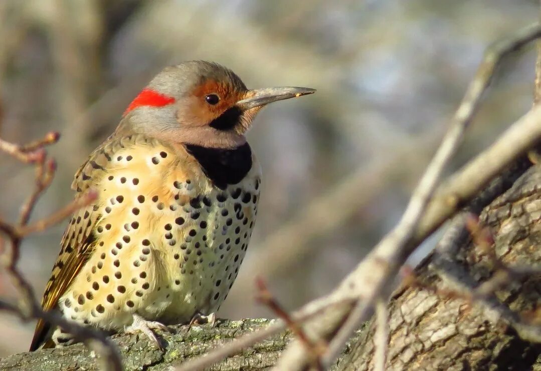 Щеглы вьюрковые. Carduelis flammea. Обыкновенная чечетка. Сибирская чечетка. Птица с пятнами на голове.