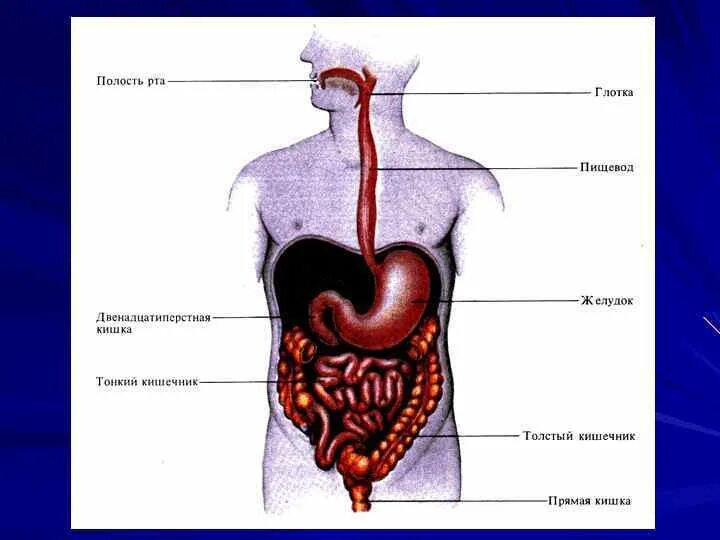 Пищеварительная система пищевод. Строение пищевода желудка и кишечника. Пищевод желудок кишечник анатомия. Глотка пищевод желудок анатомия.