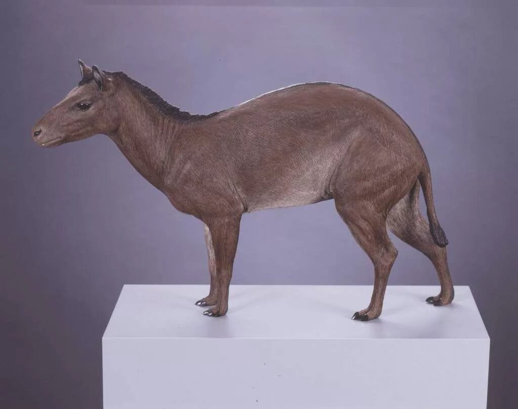 Proailurus lemanensis. Teleocrater rhadinus. Проаилурус кошка. Динозавры и ящеры. Хиракотериум и эогиппус.