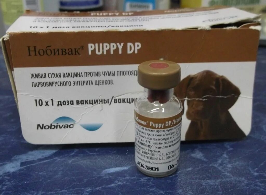 Где вакцина нобивак. Нобивак DHPPI Lepto. Нобивак Puppy dp (1фл-1д). Прививка Нобивак Паппи. Нобивак Паппи для щенков.