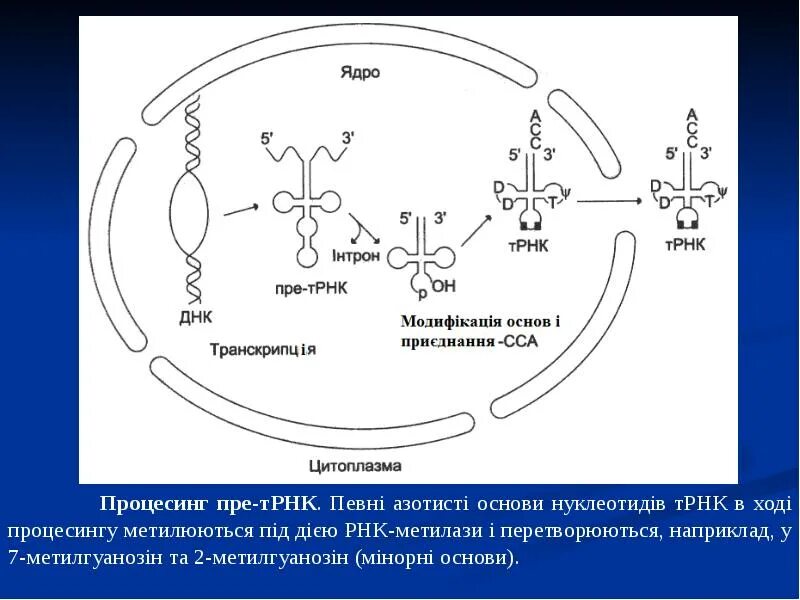 И рнк синтезируется комплементарно. Процессинг трнк у эукариот. процессинг трнк и ррнк у эукариот. процессинг предшественника транспортной рнк. матричный синтез рнк процессинг.